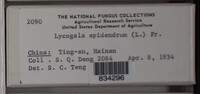 Lycogala epidendrum image